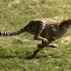 Cheetah running picture Image Acinonyx jubatus