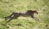 Cheetah Photo Gallery