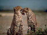 Cheetahs couple kiss picture Image