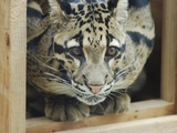 Clouded Leopard Cat Picture Big wild