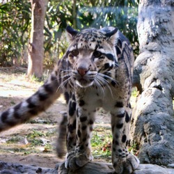 Clouded Leopard Cat Picture Wild Nashville Zoo