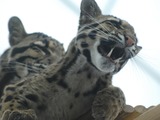 Clouded Leopard Cat Picture cub mad
