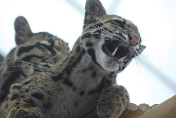 Clouded Leopard Cat Picture cub mad