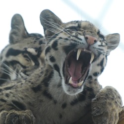 Clouded Leopard Cat Picture kitten teeth roar