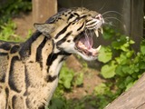Clouded Leopard Cat Picture mad meow