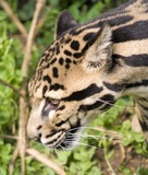 Clouded Leopard Photo Gallery