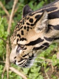 Clouded Leopard Cat Picture portrait face profile