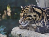 Clouded Leopard Cat Picture profile