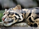 Clouded Leopard Cat Picture sleeping face pattern