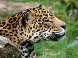 Jaguar Cat Picture Amneville portrait