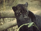 Jaguar Cat Picture Black jaguar