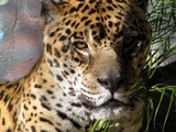 Jaguar Photo Gallery