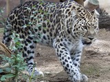 Amur Leopard Cat Image walking