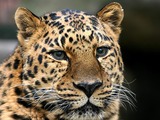Amur Leopard Face Wild Cat Image
