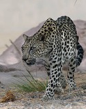 Leopard Photo Gallery