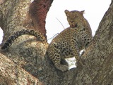 Leopard Photo Gallery