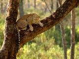 Alert Leopard