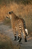 Leopard Photo Gallery