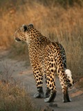 Leopard Cat Image Leopard_walking