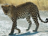Leopard Cat Image Namibie africa