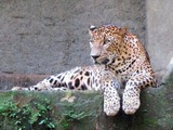 Leopard Ragunan Zoo