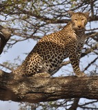 Leopard Photo Gallery