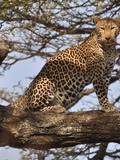 Leopard Cat Image male standing tree