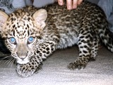 Leopard Cub Kitten Cat Image Baby spotted