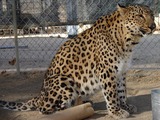 Persian Leopard Cat Arabian Image