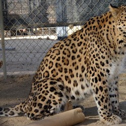 Persian Leopard Cat Arabian Image