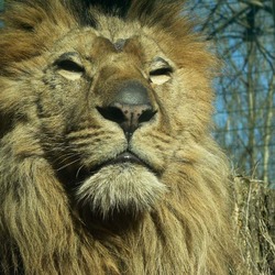 Lion Mane picture photo Eberswalde zoo