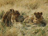 Lion cub family picture photo Namibie
