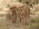 Lion females picture photo Panthera leo