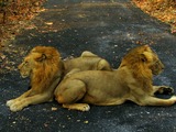 Lion males picture photo India