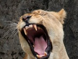 Lion picture photo Female roar yawn