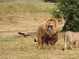 Lion picture photo Pair couple wild