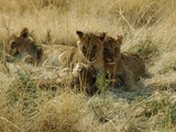 Lion picture photo cub family