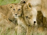 Lion picture photo love cub mother