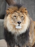 Lion picture photo male zoo