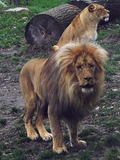 Lion picture photo zoo male