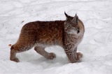 Lynx Photo Gallery