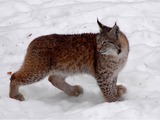Canadian Lynx Cat pictures Katamotza