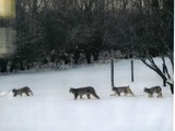 Canadian Lynx Family Cat pictures