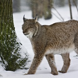 Canadian Lynx Snow