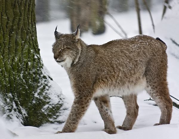 Canadian Lynx Snow