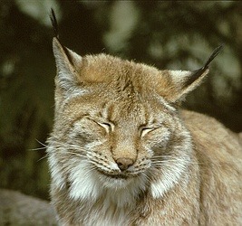 Canadian Lynx portrait Cat pictures (2)