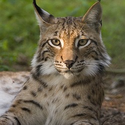 Eurasian Lynx Cat picture