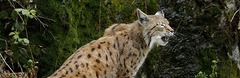 Eurasian Lynx Cat pictures