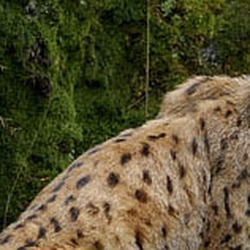 Eurasian Lynx Cat pictures