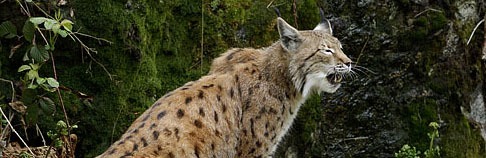 Eurasian Lynx Cat pictures